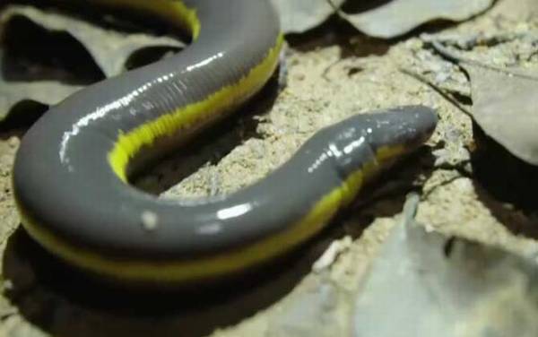 鱼螈是什么动物?