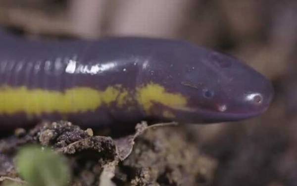 鱼螈是什么动物?