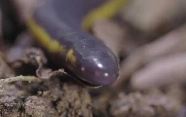 鱼螈是什么动物?