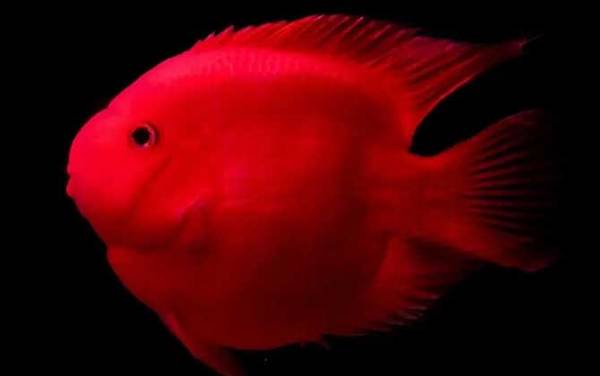 元宝鱼是什么鱼?