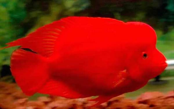 元宝鱼是什么鱼?