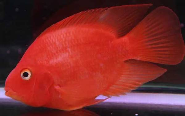 元宝鱼是什么鱼?