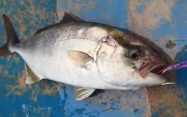 章红鱼是什么鱼?