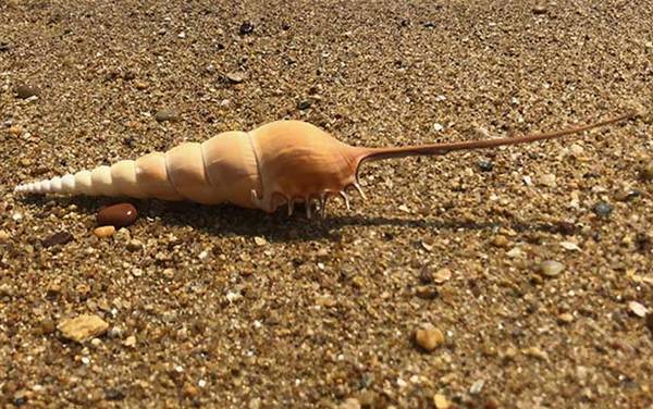 长鼻螺是什么螺?