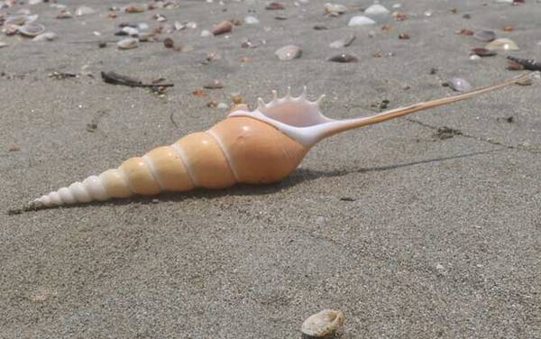 长鼻螺是什么螺?