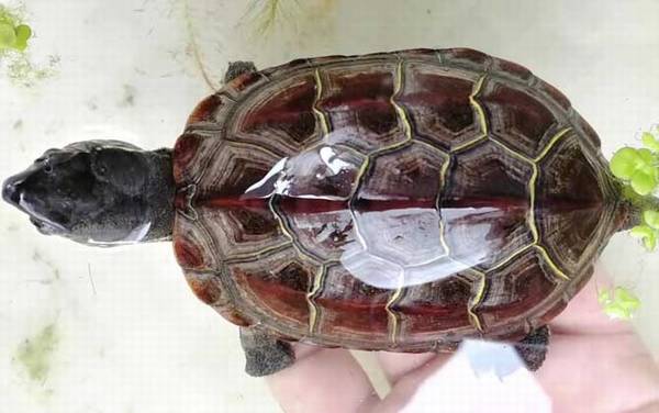 长寿龟是什么龟?