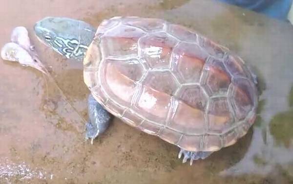 长寿龟是什么龟?