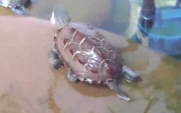 长寿龟是什么龟?