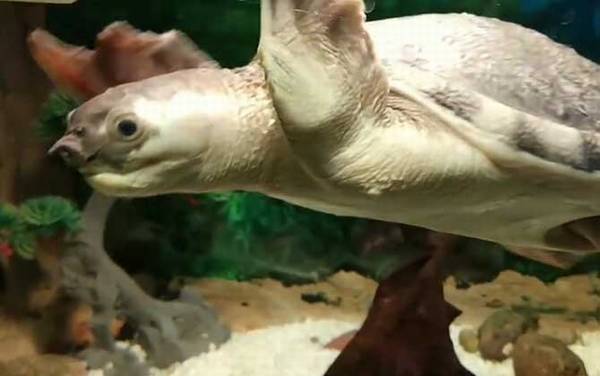 招财龟是什么龟?