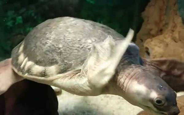 招财龟是什么龟?