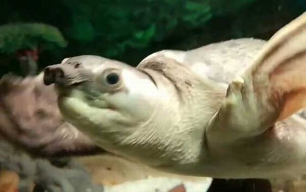 招财龟是什么龟?