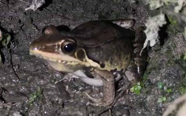 沼水蛙是什么蛙?