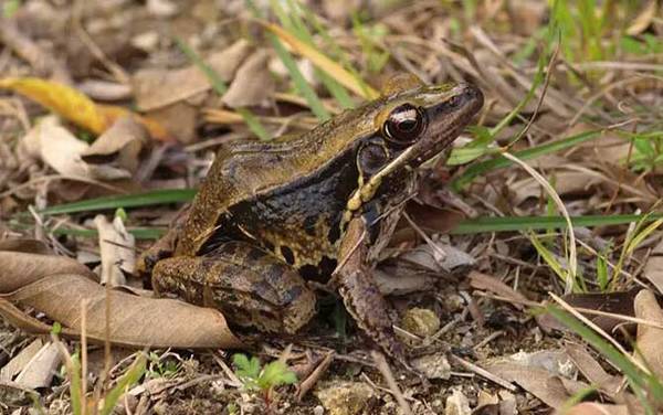 沼水蛙是什么蛙?