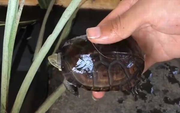 珍珠龟是什么龟?