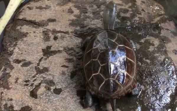 珍珠龟是什么龟?