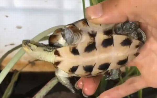 珍珠龟是什么龟?