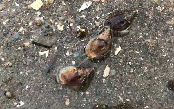 织纹螺是什么螺?