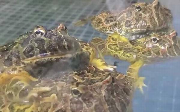 钟角蛙是什么动物?