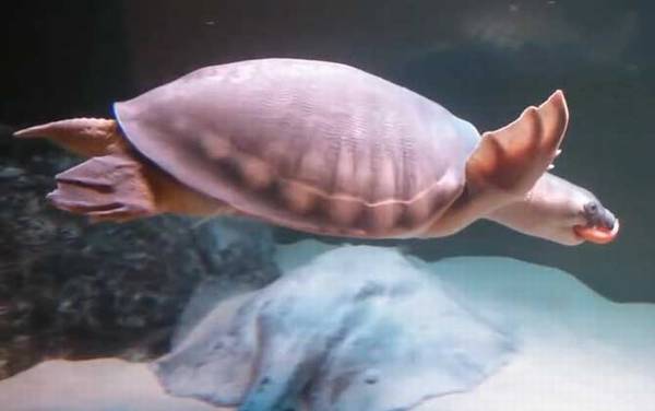 猪鼻龟是什么龟?