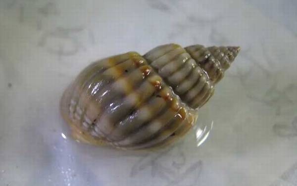 织纹螺是什么螺?