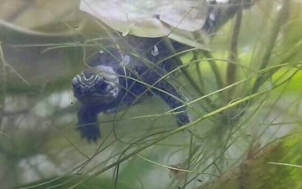 中华花龟是什么龟?