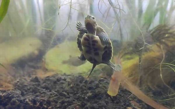 中华花龟是什么龟?