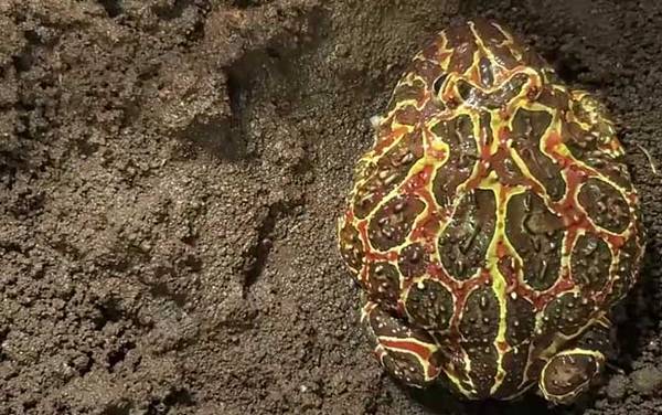 钟角蛙是什么动物?