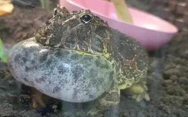 钟角蛙是什么动物?