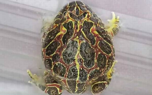 钟角蛙是什么动物?