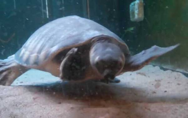 猪鼻龟是什么龟?