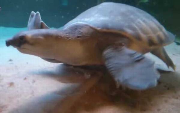 猪鼻龟是什么龟?