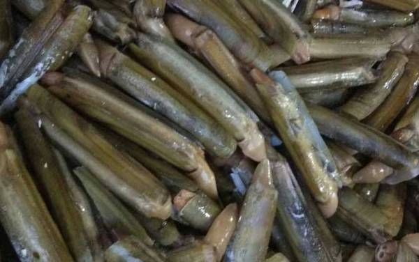 竹蛏是什么动物?