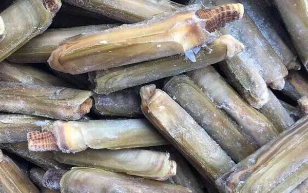 竹蛏是什么动物?