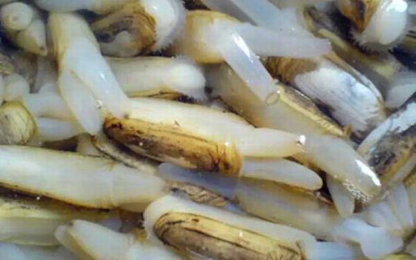 竹蛏是什么动物?