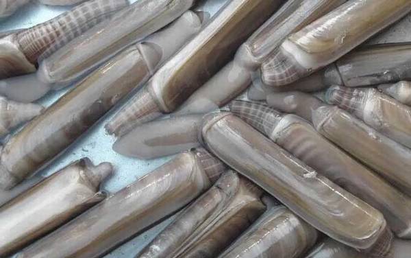 竹蛏是什么动物?