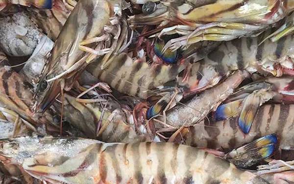 竹节虾是什么虾?