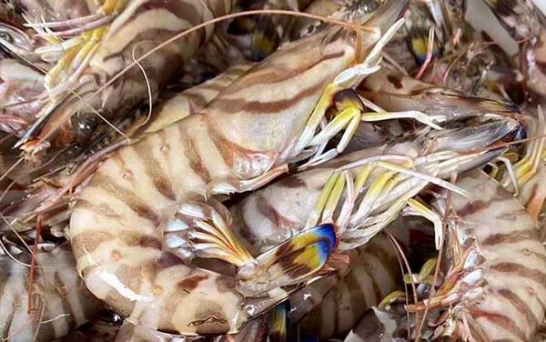 竹节虾是什么虾?