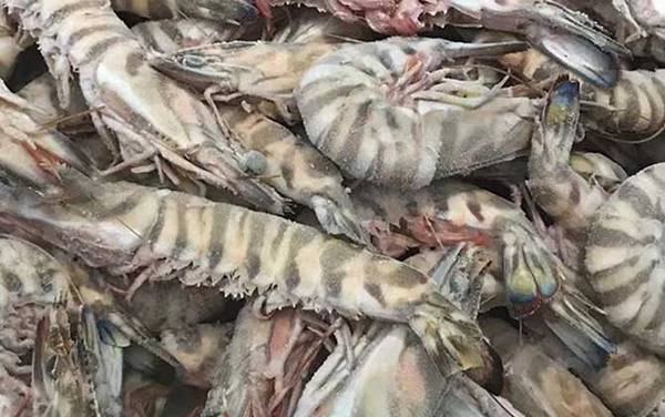 竹节虾是什么虾?