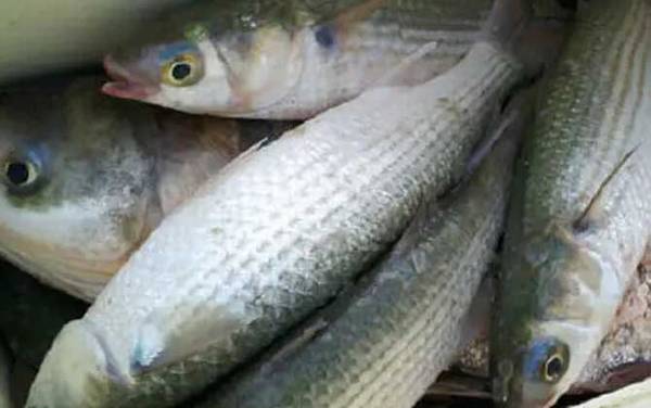 鲻鱼是什么鱼?