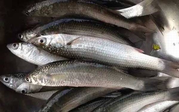 鲻鱼是什么鱼?