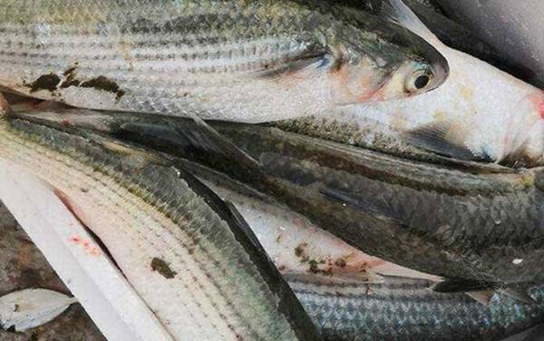 鲻鱼是什么鱼?