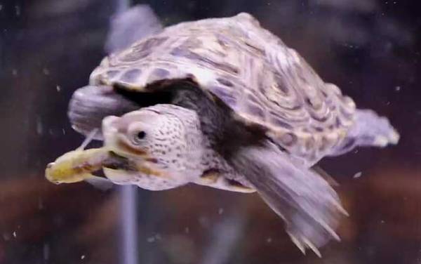 钻纹龟是什么龟?