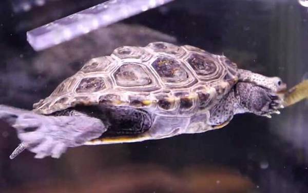 钻纹龟是什么龟?