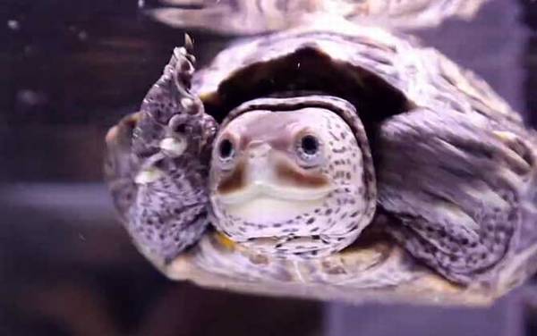 钻纹龟是什么龟?