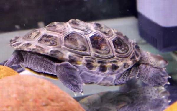 钻纹龟是什么龟?