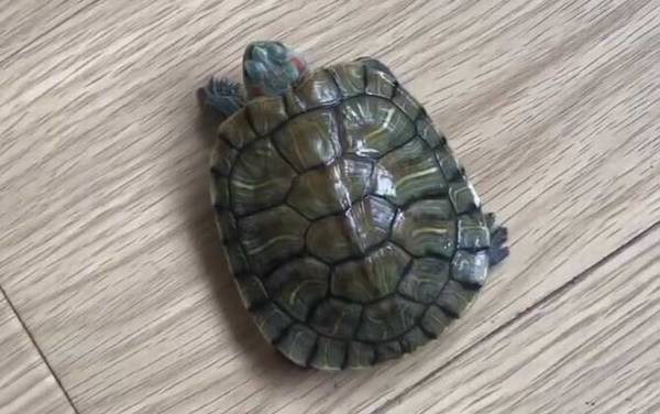 巴西龟是什么龟?