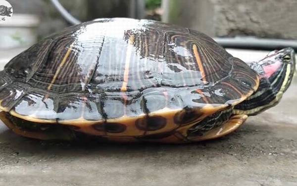 巴西龟是什么龟?