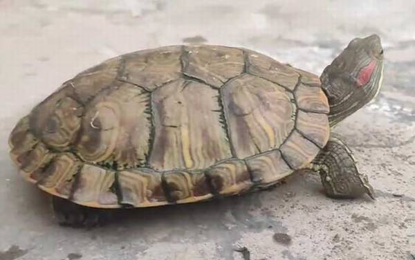 巴西龟吃什么东西?