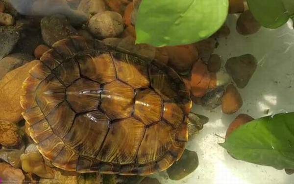 巴西龟吃什么东西?