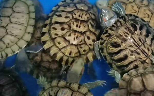 巴西龟吃什么东西?